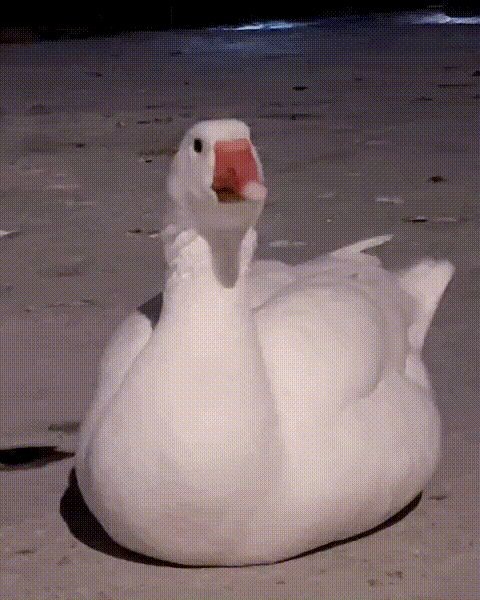 17333604158503.jpg