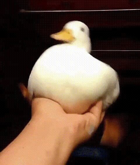17333604160249.jpg
