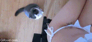17382852422458.gif