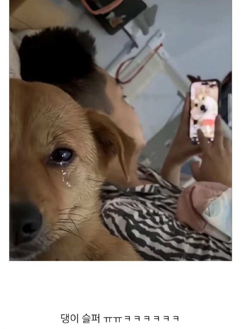 17395380352854.jpg