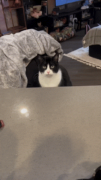 17448516463959.gif