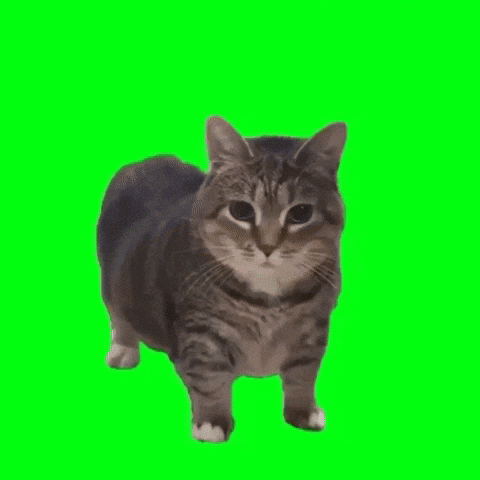 17462340390722.gif
