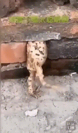1747616430298.gif