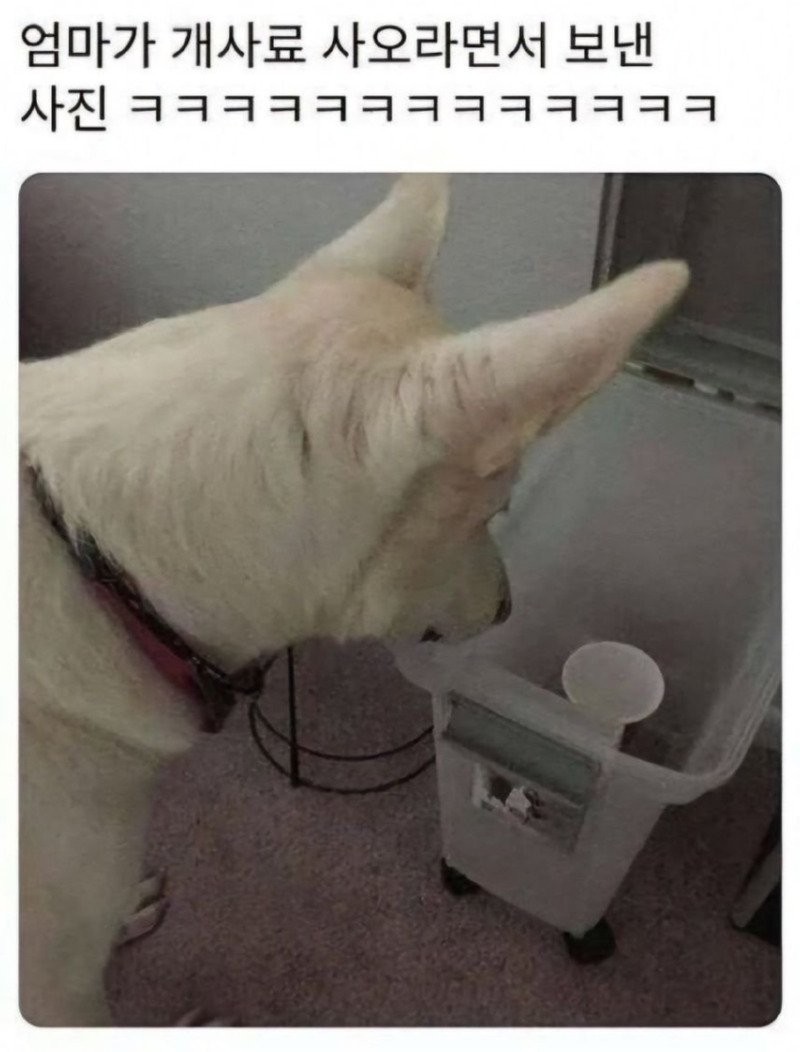 17484372418287.jpg