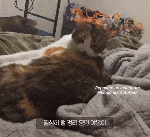 17490960458476.gif
