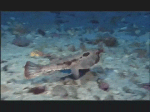 17495172373735.gif