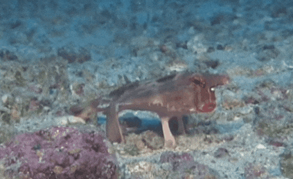 17495172377455.gif