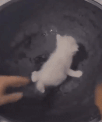 17497008332546.gif