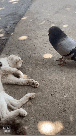 17500464386658.gif