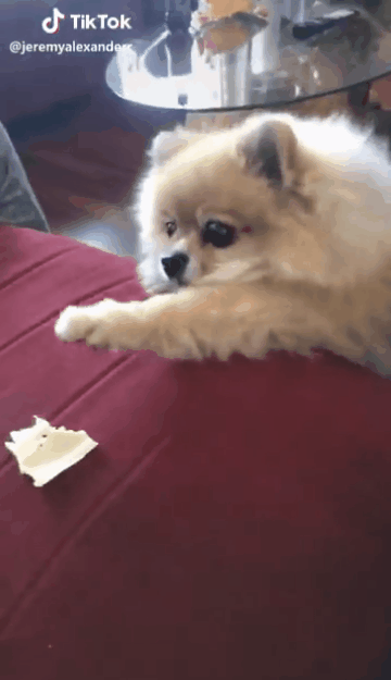 17502084339258.gif