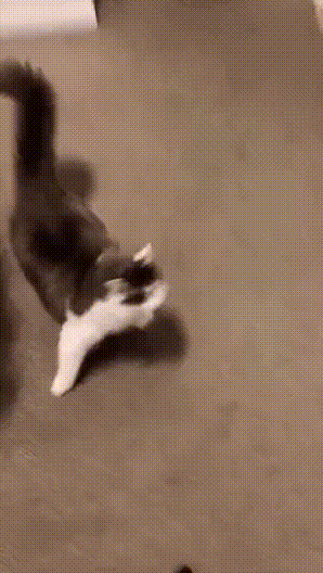17505540563907.gif