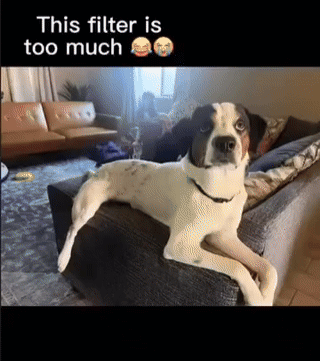 17517204799607.gif