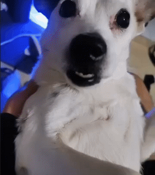 17517204809794.gif