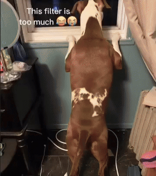 17517204814909.gif