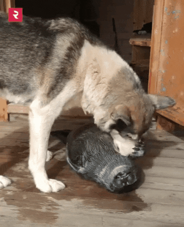 17524980339698.gif