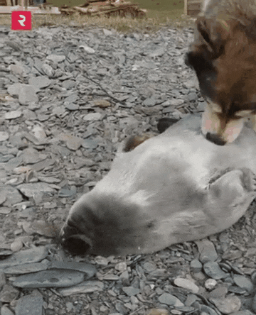 17524980344252.gif
