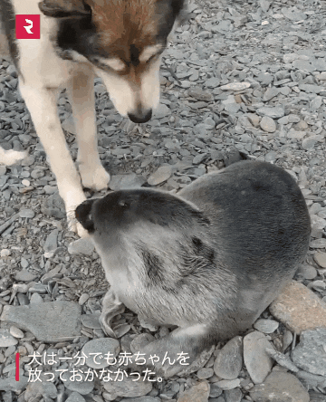 17524980359176.gif
