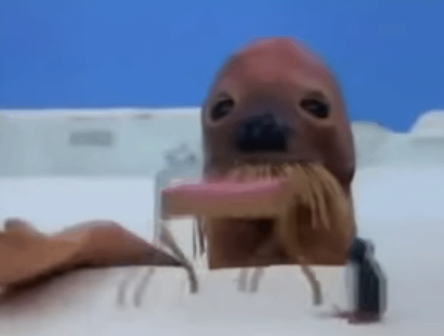 17526276248355.gif