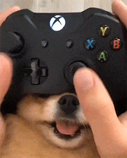 17530164321661.gif
