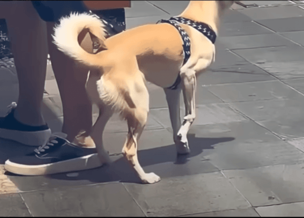 17535348056905.gif