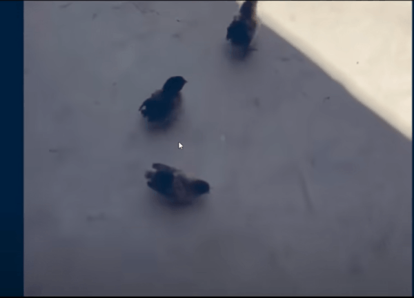17535348070469.gif
