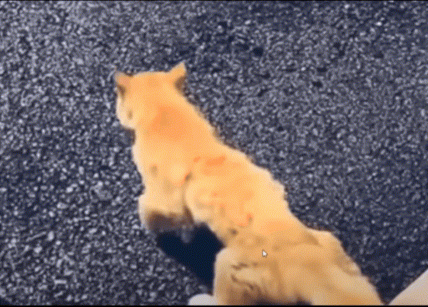 17535348075811.gif