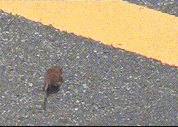 17535348081516.gif