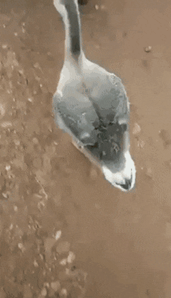 17536752344061.gif