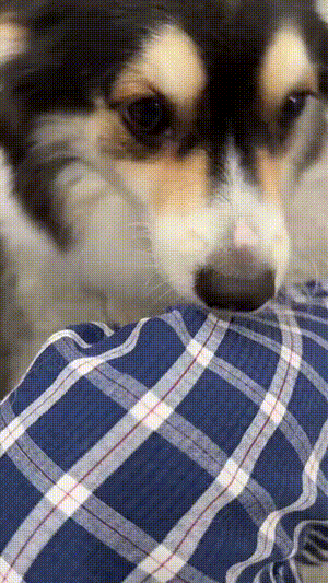 17548308459376.gif