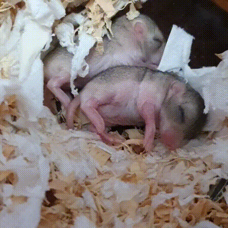17548308492171.gif