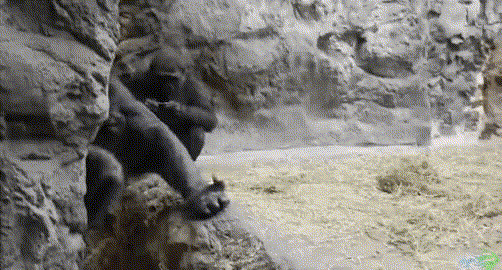 17577252071321.gif