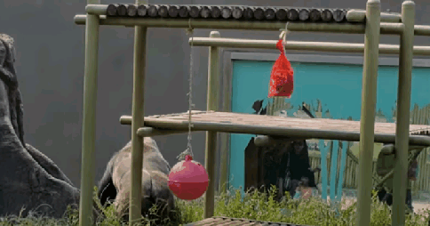 17577252078311.gif