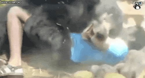 17584164181704.gif