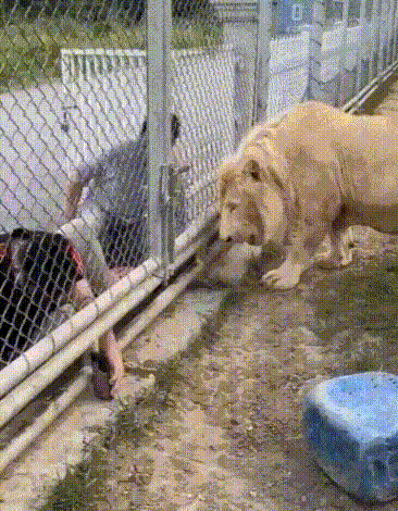 17600580426297.gif