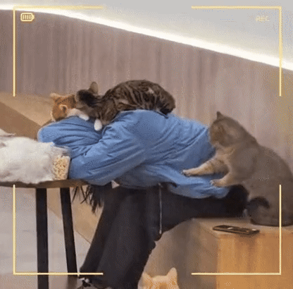 17602308322227.gif