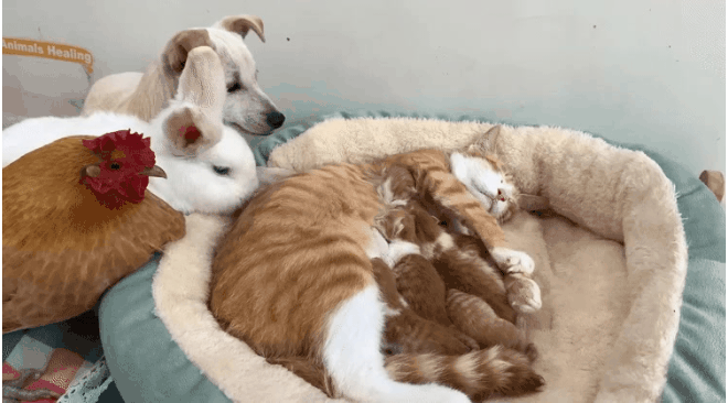 17604036459989.gif