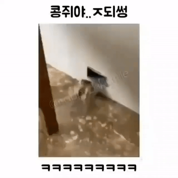 17786340368343.gif