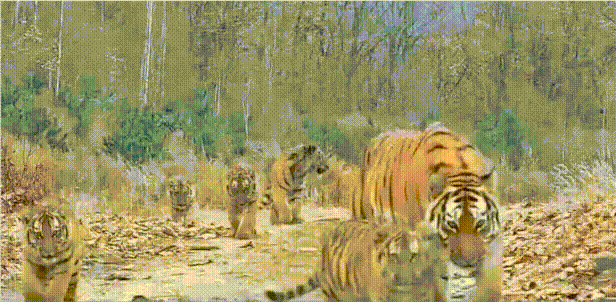 17795412578808.gif