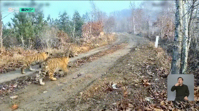 17795412583966.gif