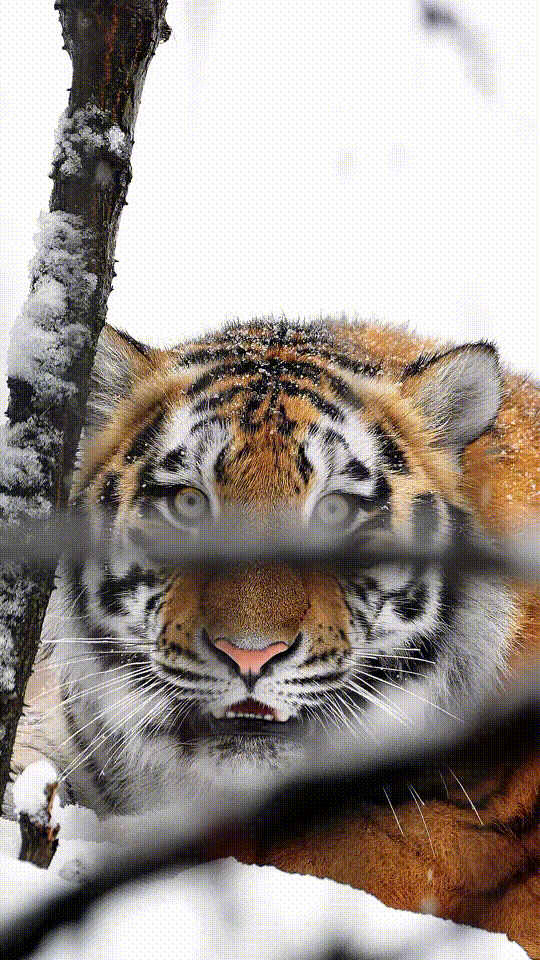17795412591556.gif