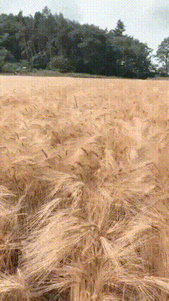 17810532401178.gif