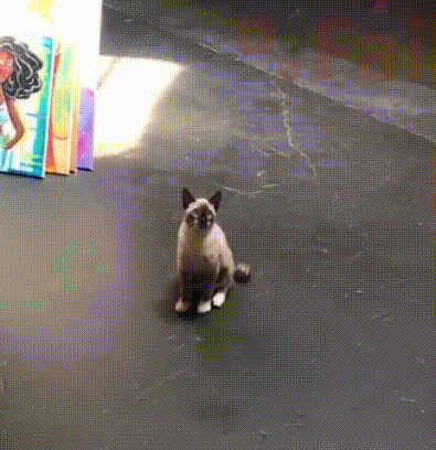 17810964733835.gif