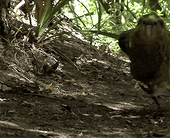 17815284636696.gif