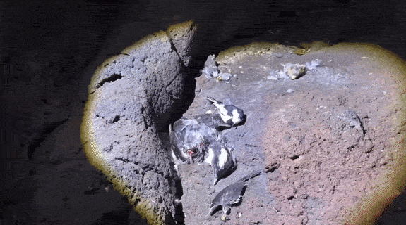 17823924507888.gif