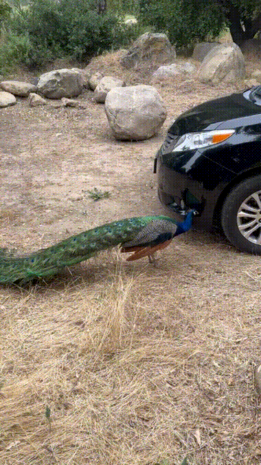 17826516745746.gif