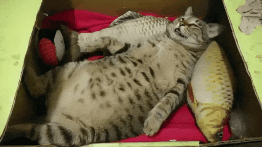 1783170117545.gif