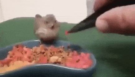 17839044465721.gif