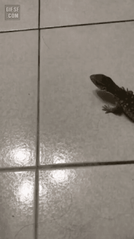 17845525022617.gif