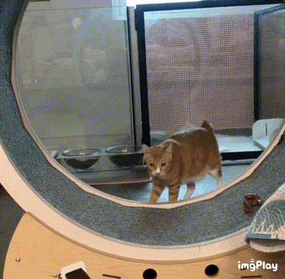 17845525063665.gif