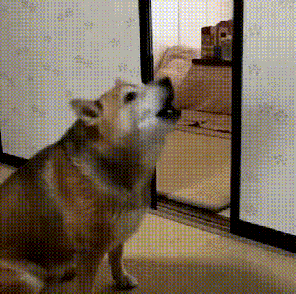 17854597102136.gif